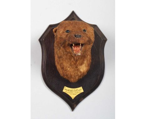 Taxidermy: A European Otter Mask (Lutra lutra), dated 1925, by Rowland Ward Ltd "The Jungle", 167 Piccadilly, London, an adul