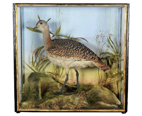 Taxidermy: A Large Late Victorian Cased Great Bustard (Otis tarda), dated 1880, by J. Travis, Naturalist, Animal &amp; Bird P