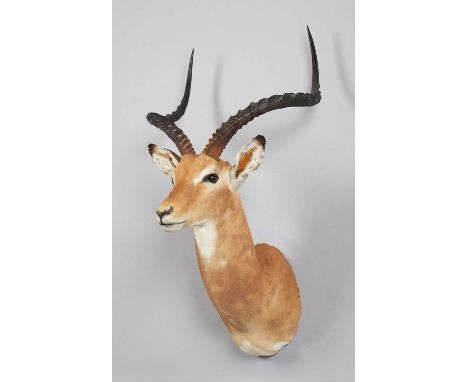 Taxidermy: Common Impala (Aepyceros Melampus) modern, South Africa, Rowland Ward Record Class, a high-quality large adult mal