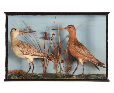 Taxidermy: A Late Victorian Cased Pair of Bar-tailed Godwits (Limosa lapponica), circa 1880-1900, a pair of full-mount adults