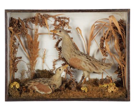 Taxidermy: A Late Victorian Cased Family Group of Corncrakes (Crex crex), circa 1880-1900, a family diorama depicting an adul
