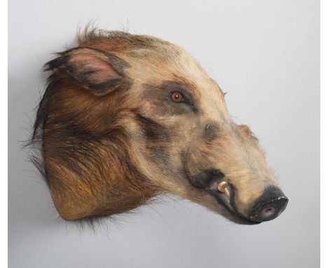 Taxidermy: African Bushpig (Potamochoerus larvatus), late 20th century, South Africa, a high-quality adult shoulder-mount loo