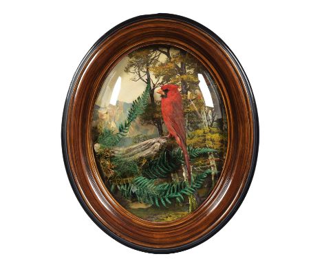 Taxidermy: A Wall Cased Northern Cardinal (Cardinalis cardinalis), modern, a full-mount adult male, perched upon a small floa