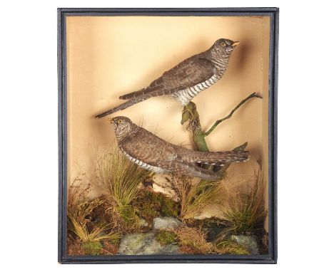 Taxidermy: A Late Victorian Cased Pair of Common Cuckoos (Cuculus canorus), circa 1870-1900, a pair of full-mount adult femal