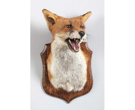 Taxidermy: Red Fox Mask (Vulpes vulpes), dated 2015, by Barry Williams, Taxidermy, Cannock, a high-quality adult red fox mask