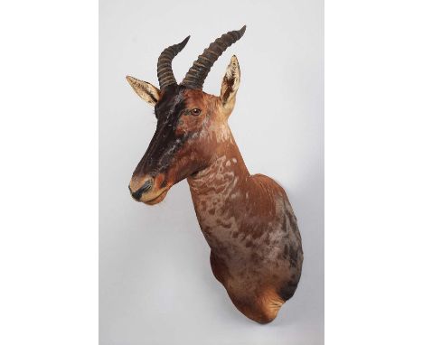 Taxidermy: Serengeti Topi (Damaliscus jimela), modern, South Africa, a high-quality adult male shoulder-mount looking straigh