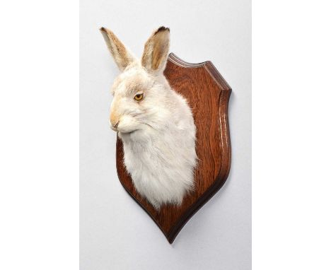 Taxidermy: Scottish Mountain Hare (Lepus timidus), modern, by A.J. Armitstead, Taxidermist &amp; Naturalist, Darlington, Co D