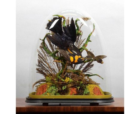Taxidermy: A Late Victorian Dome of North &amp; South American Tropical Birds, circa 1870-1900, a typical period display cont