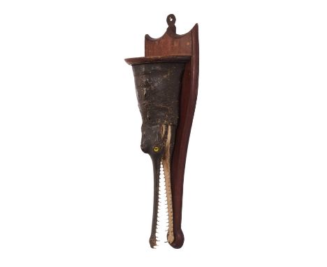 Taxidermy: A Gharial Crocodile Head Mount Console (Gavialis gangeticus), circa late 19th/early 20th century, a mounted juveni