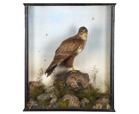 Taxidermy: A Late Victorian Cased Common Buzzard (Buteo buteo), circa 1880-1900, attributed to Cecil H, Bisshopp, Taxidermy, 