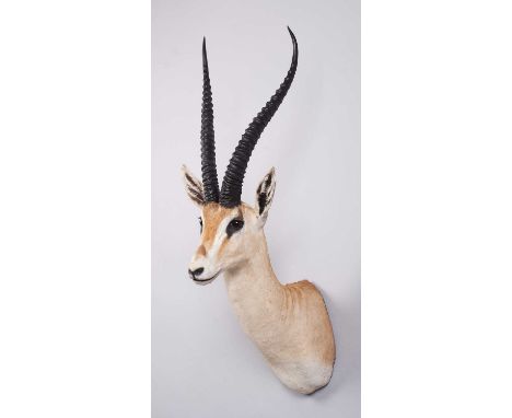 Taxidermy: Southern Grant's Gazelle (Nanger granti), late 20th century, South Africa, a high-quality large adult male shoulde