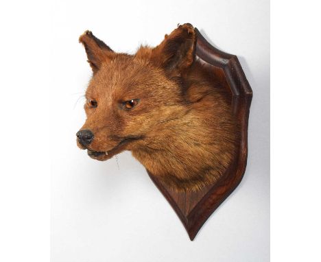 Taxidermy: European Red Fox Mask (Vulpes vulpes), by Henry Murray &amp; Son, Naturalists, Bank Buildings, Carnforth, an adult