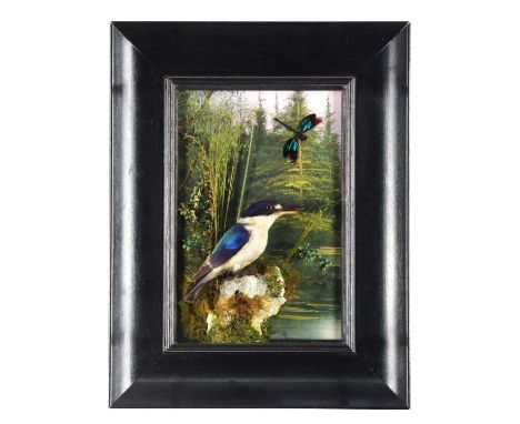 Taxidermy: A Wall Cased Forest Kingfisher (Todiramphus macleayii), mid-late 20th century, a good-quality full-mount adult per