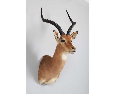 Taxidermy: Common Impala (Aepyceros Melampus) circa 2005, Africa, a high-quality large adult male shoulder-mount looking stra