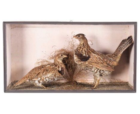 Taxidermy: A Cased Pair of Ruffed Grouse (Bonasa umbellus), circa 1856-1888, by W. H. Vingoe, Naturalist, Penzance, Cornwall,