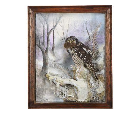 Taxidermy: A Wall Cased Northern Hawk-Owl (Surnia ulula), captive bred, dated 2024, by A.J.Armitstead, Taxidermy, Darlington,
