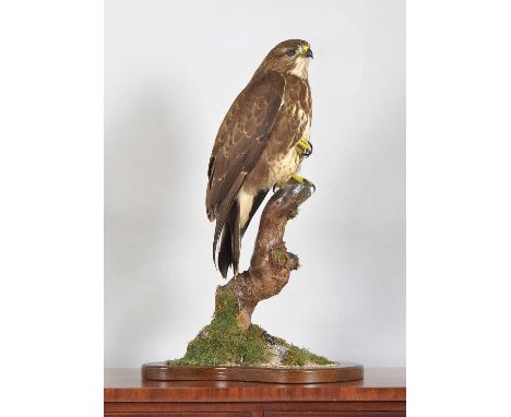Taxidermy: Common Buzzard (Buteo buteo), dated 2019, by A.J. Armistead, Taxidermy, Darlington, Co Durham, a high-quality full