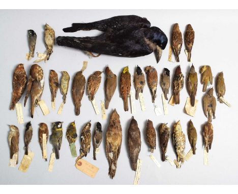 Taxidermy: Thirty Six Various British Garden Songbird Study Skins, circa late 19th-early 20th century, to include - Spotted f
