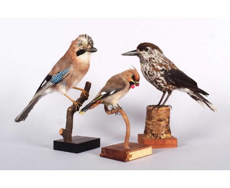 Taxidermy: A Nutcracker Jay and Waxwing, late 20th century, a full mount adult Nutcracker with head turning to the left, toge