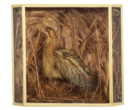 Taxidermy: A Cased Eurasian Bittern (Botaurus stellaris), early 20th century, a full-mount adult with head slightly raised an