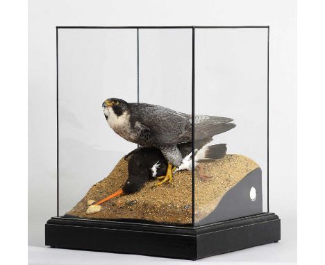 Taxidermy: A Cased Peregrine Falcon (Falco peregrinus), captive bred, dated 2024, by Carl Church, Taxidermy, Pickering, Nth Y