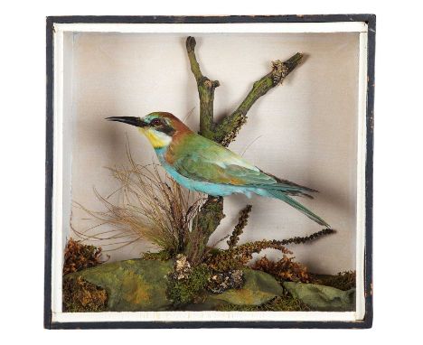 Taxidermy: A Cased European Bee-eater (Merops apiaster), circa 1900-1920, a high-quality full-mount perched upon a small cent