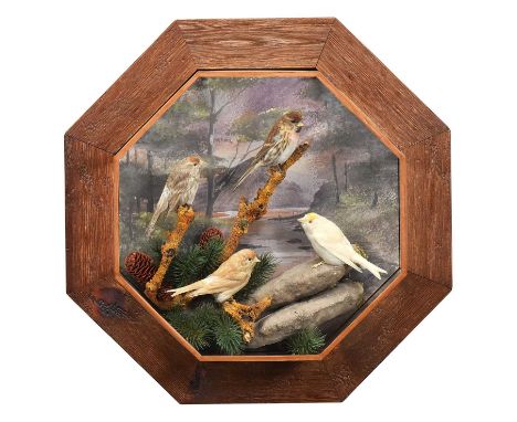 Taxidermy: A Wall Case of Aberrated Lesser Redpoll's (Carduelis cabaret), dated 2010, by A.J. Armitstead, Taxidermy, Darlingt