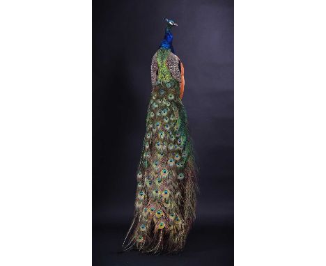 Taxidermy: Indian Peacock (Pavo cristatus), 21st century, a full-mount adult cock bird with head turning to the right, with t