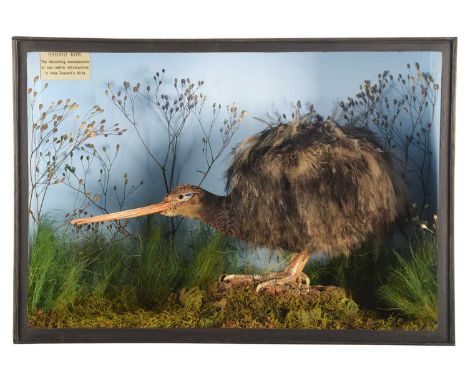 Taxidermy: A Recreation of a Hybrid New Zealand Kiwi (Apteryx mantelli), modern, a composed creation of a possible cross-bred