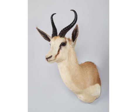 Taxidermy: South African Springbok (Antidorcas marsupialis), circa 2005, Africa, a high-quality adult male shoulder-mount wit