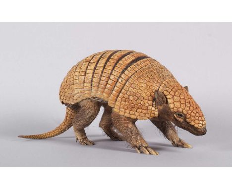 Taxidermy: A Yellow or Six-banded Armadillo (Euphractus sexcinctus), early-mid 20th century, an unusual preserved full-mount 