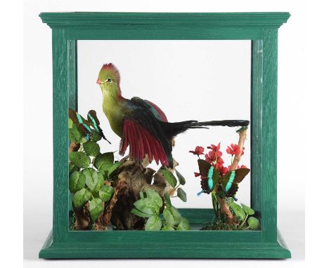 Taxidermy: A Cased Fischers Turaco (Tauraco fischeri), 20th century, a high-quality full-mount adult with head turning slight