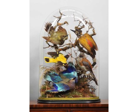 Taxidermy: A Late Victorian Diorama of Tropical Birds Native to India and Southeast Asia, circa 1870-1900, by James Gardner, 