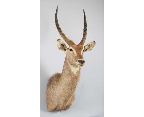 Taxidermy: Common Waterbuck (Kobus ellipsiprymnus), circa 2005, Africa, a high-quality large adult buck shoulder-mount with h