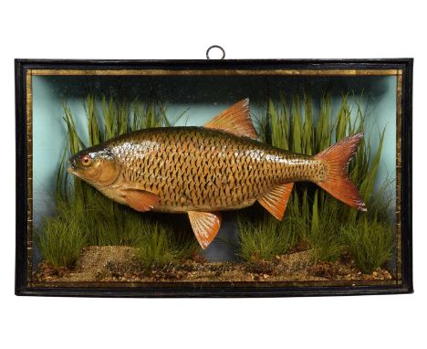 Taxidermy: A Cased Common Roach (Rutilus rutilus), dated October 1935, by John Cooper &amp; Sons, 28 Radnor Street, St Luke's