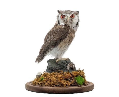 Taxidermy: A Northern White-Faced Scops Owl (Ptilopsis leucotis), circa 21st century, captive bred, a full-mount adult with h