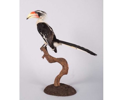 Taxidermy: Jackson's Hornbill (Tockus jacksoni), late 20th century, a good-quality full-mount adult male with head turning to