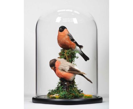 Taxidermy: A Pair of Bullfinches (Pyrrhula pyrrhula), late 20th century, a pair of full-mount adult males, both perched upon 