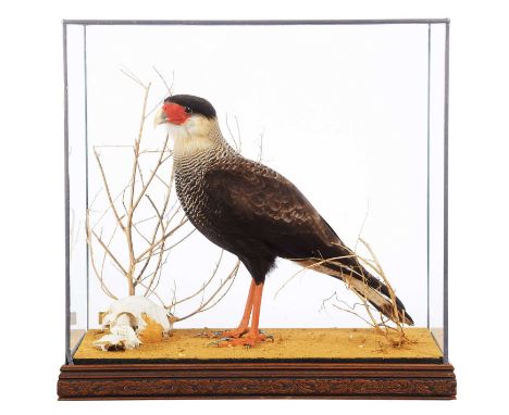 Taxidermy: Crested Caracara (Caracara plancus), circa 2013, by John Burton, Natural Craft Taxidermy, Ebrington, Gloucester, a