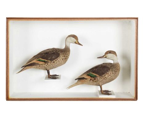 Taxidermy: A Cased Pair of White-cheeked or Bahama Pintail Ducks (Anas bahamensis), circa 1890, by Joseph Cullingford, Taxide