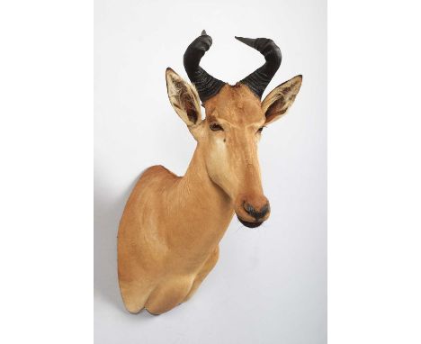 Taxidermy: Lichtenstein's Hartebeest (Alcelaphus lichtensteinii), dated 2013, South Africa, by Universal Trophy Services, Pre