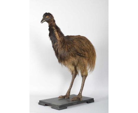 Taxidermy: A Juvenile Southern Cassowary or Double-wattled Cassowary (Casuarius casuarius), late 20th century, a full-mount j