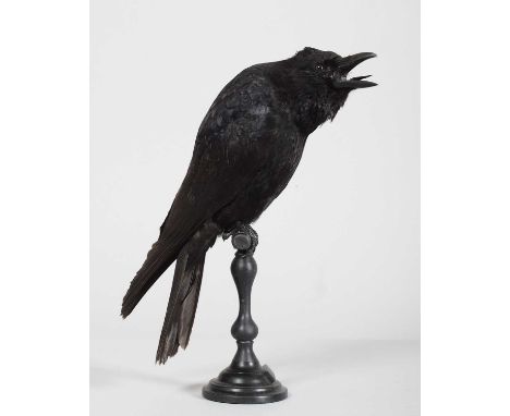 Taxidermy: Carrion Crow on Stand (Corvus corone), modern, by Carl Church, Taxidermy, Pickering, Nth Yks, a high-quality full-