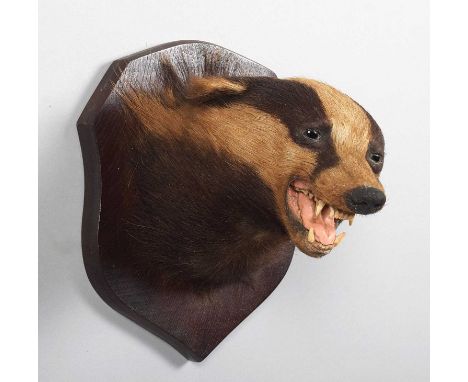 Taxidermy: European Badger Mask (Meles meles), mid-20th century, by Thomas Salkeld, Taxidermy, Over Kellet, Carnforth, an adu
