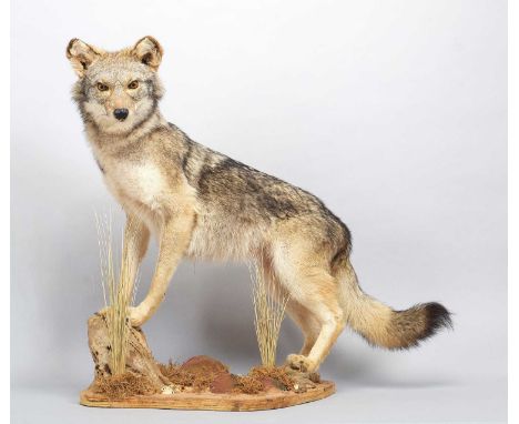 Taxidermy: North American Coyote (Canis latrans), modern, a good-quality full-mount adult male with head turning to the left,
