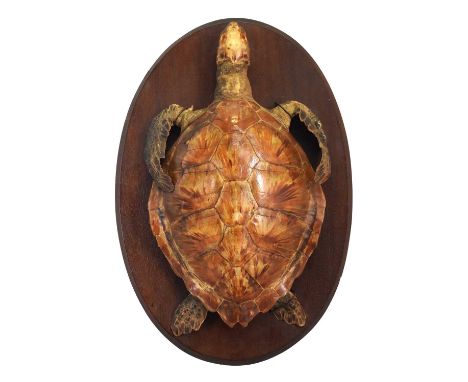 Taxidermy: An Early 20th Century Green Sea Turtle on Shield (Chelonia mydas), circa 1900-1930, a young adult mounted upon an 