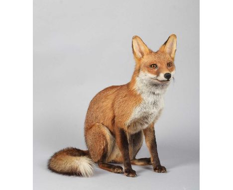 Taxidermy: A European Red Fox (Vulpes vulpes), modern, a good-quality full-mount adult fox in seated position, looking straig