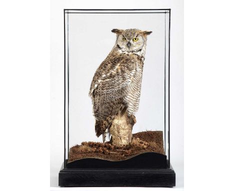 Taxidermy: A Cased North American Coastal Great Grey Owl (Bubo virginianus saturatus), captive bred, modern, by Carl Church, 