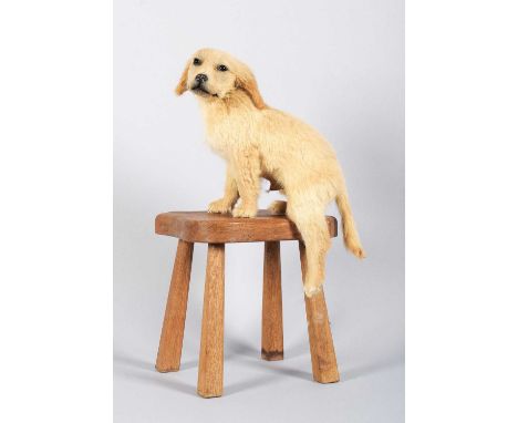 Taxidermy: A Golden Retriever Puppy on a Stool (Canis familiaris), modern, a high-quality full-mount puppy with head turning 