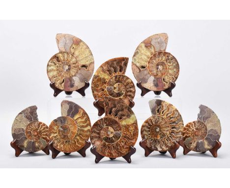 Natural History: A Collection of Polished Ammonite Specimens, three pairs of polished ammonite specimens (positive and negati